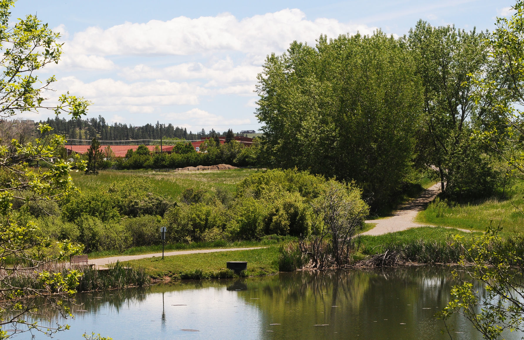 Frog Ponds